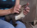 Cesfur09033.jpg